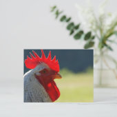 Carte Postale Rooster (Debout devant)