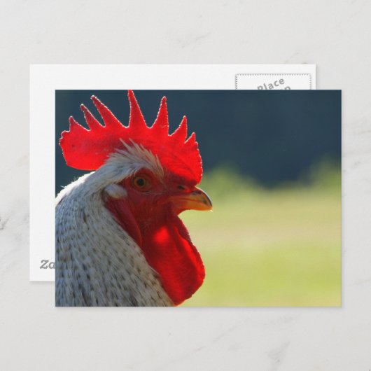 Carte Postale Rooster (Devant / Derrière)