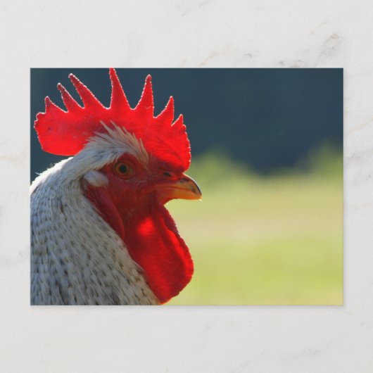 Carte Postale Rooster (Devant)