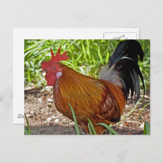 Carte Postale Rooster (Devant / Derrière)