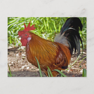 Carte Postale Rooster