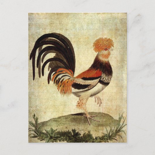 Carte Postale Rooster (Devant)
