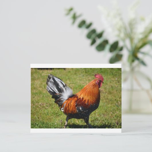 Carte Postale Rooster (Debout devant)