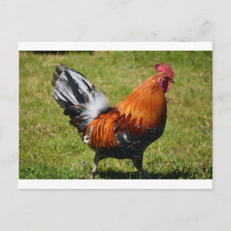 Carte Postale Rooster