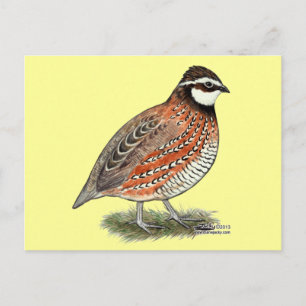 Carte Postale Rooster Bobwhite Quail