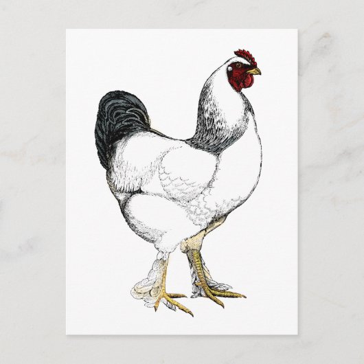 Carte Postale Rooster Brahma clair - Élégant poulet Vintage (Devant)