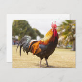 Carte Postale Rooster coloré debout dans l'herbe (Devant / Derrière)