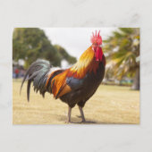 Carte Postale Rooster coloré debout dans l'herbe (Devant)