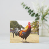 Carte Postale Rooster coloré debout dans l'herbe (Debout devant)