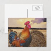 Carte Postale Rooster coloré et Hay Bale (Devant / Derrière)