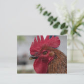 Carte Postale Rooster head (Debout devant)