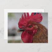 Carte Postale Rooster head (Devant / Derrière)