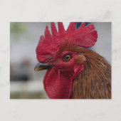 Carte Postale Rooster head (Devant)