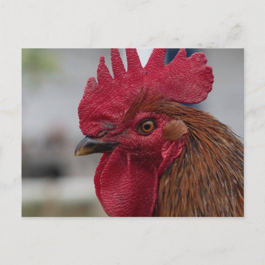 Carte Postale Rooster head (Devant)