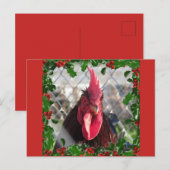 Carte postale Rooster Holly Christmas (Devant / Derrière)