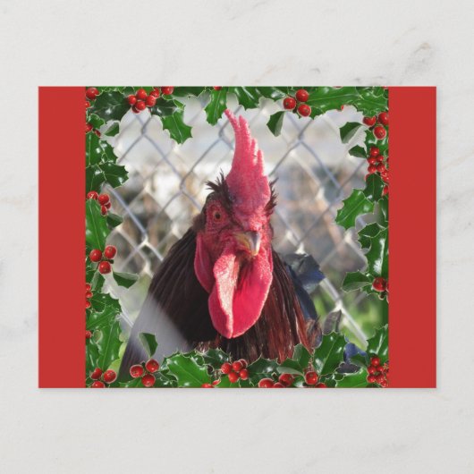 Carte postale Rooster Holly Christmas (Devant)