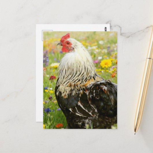 Carte Postale Rooster in a Flower Meadow (Devant/Arrière en situation)