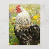 Carte Postale Rooster in a Flower Meadow (Devant)