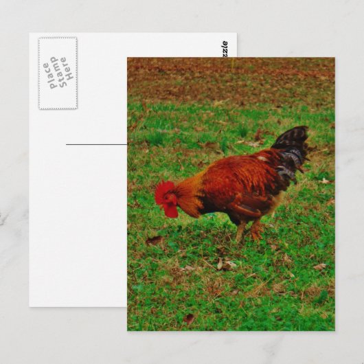 Carte Postale Rooster in the Grass (Devant / Derrière)