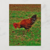 Carte Postale Rooster in the Grass (Devant)