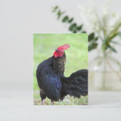 Carte Postale Rooster noir (Debout devant)