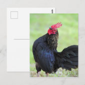 Carte Postale Rooster noir (Devant / Derrière)