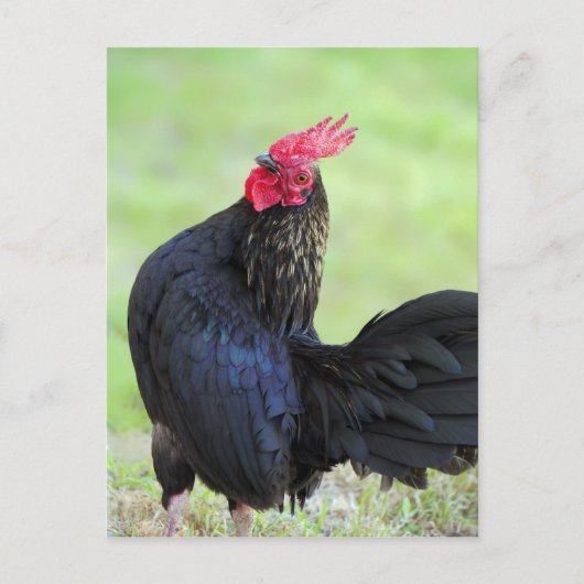 Carte Postale Rooster noir (Devant)