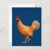 Carte Postale Rooster orange coloré (Devant / Derrière)