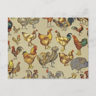 Carte Postale Rooster Poulet de la ferme Pays Animal