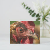 Carte Postale Rooster rouge (Debout devant)