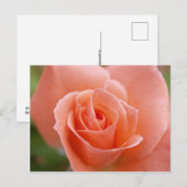 Carte Postale Rosa (Devant / Derrière)