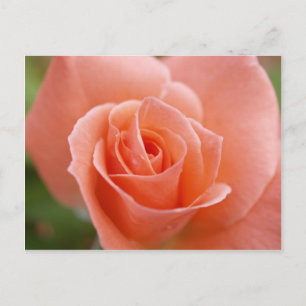 Carte Postale Rosa