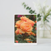 Carte Postale Rosa About Face (Debout devant)