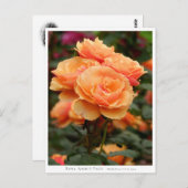 Carte Postale Rosa About Face (Devant / Derrière)