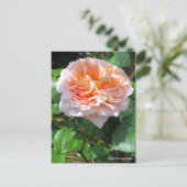 Carte Postale Rosa Abraham Darby [Carte postale] (Debout devant)