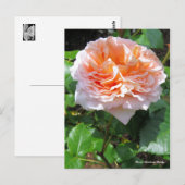 Carte Postale Rosa Abraham Darby [Carte postale] (Devant / Derrière)