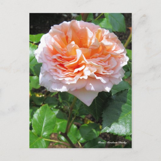 Carte Postale Rosa Abraham Darby [Carte postale] (Devant)