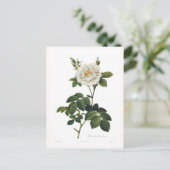 Carte Postale Rosa alba flore plena (Debout devant)