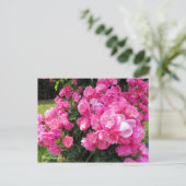 Carte Postale Rosa Angela［Postcard］ (Debout devant)