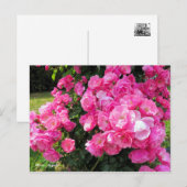 Carte Postale Rosa Angela［Postcard］ (Devant / Derrière)