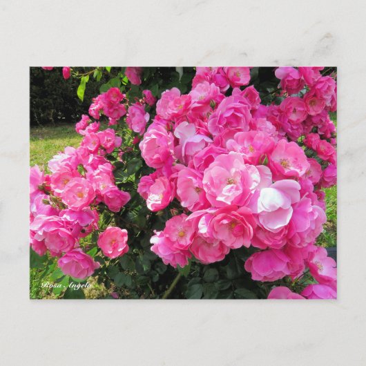 Carte Postale Rosa Angela［Postcard］ (Devant)