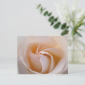 Carte Postale Rosa blanca (Debout devant)