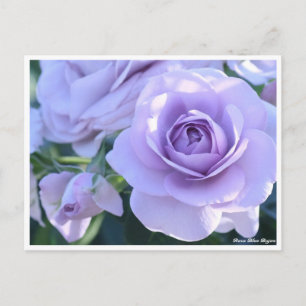 Carte Postale Rosa Blue Bajou