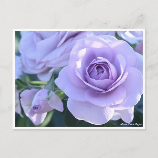 Carte Postale Rosa Blue Bajou (Devant)