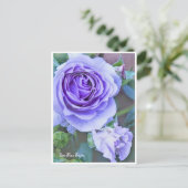 Carte Postale Rosa Blue Bajou (Debout devant)