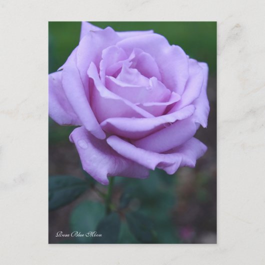 Carte Postale Rosa Blue Moon [Postcard] (Devant)