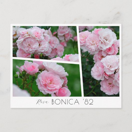 Carte Postale  Rosa Bonica '82 (Devant)