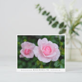 Carte Postale Rosa Bonica '82 (Debout devant)