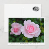 Carte Postale Rosa Bonica '82 (Devant / Derrière)