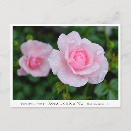 Carte Postale Rosa Bonica '82 (Devant)